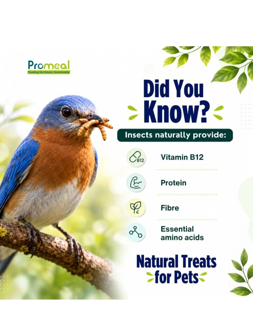 Promeal Dried Mealworms – High-Protein Natural Feeder Food